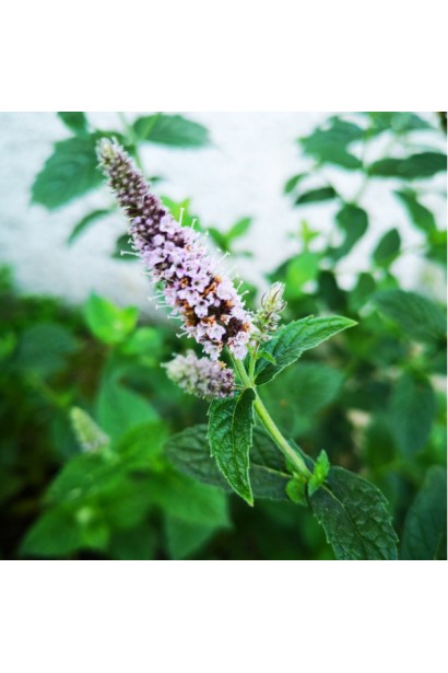 М’ята полунична Альмера квіти